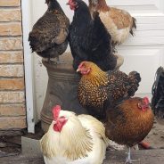 First Case of Avian Flu This Year Found in Shelby County Poultry Flock