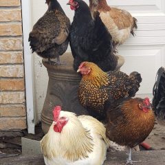 First Case of Avian Flu This Year Found in Shelby County Poultry Flock