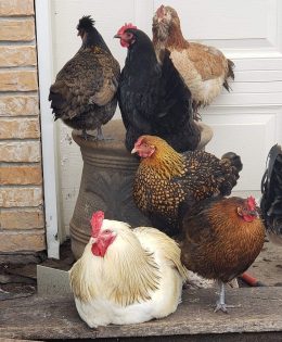 First Case of Avian Flu This Year Found in Shelby County Poultry Flock