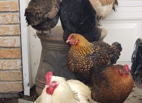 First Case of Avian Flu This Year Found in Shelby County Poultry Flock