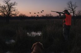 Wildlife Health Alert: Highly Pathogenic Avian Influenza Detected in Multiple Areas Throughout Texas