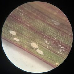 Commissioner Sid Miller Issues Alert to Producers on Pasture Mealybug