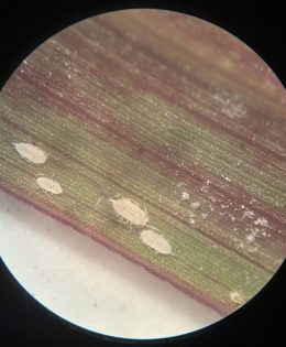 Commissioner Sid Miller Issues Alert to Producers on Pasture Mealybug