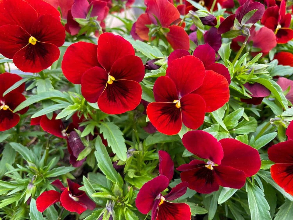 KSST Pansies 7 Texas A&M AgriLife Extension Office Master Gardener Ronnie Wilson