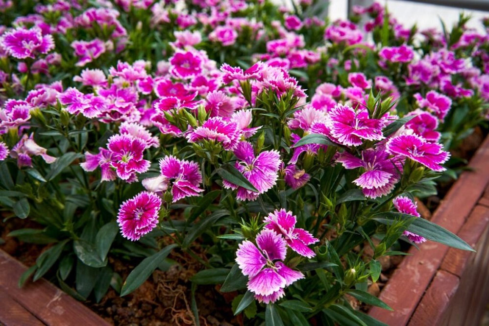 KSST Pinks Perennial Dianthus1 Texas A&M AgriLife Extension Master Gardener Ronnie Wilson