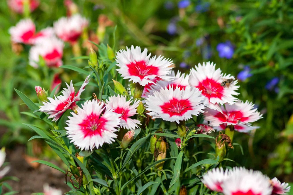 KSST Pinks Perennial Dianthus3 Texas A&M AgriLife Extension Office Master Gardener Ronnie Wilson