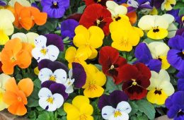 January Gardening List by Master Gardener Ronnie Wilson