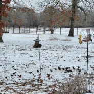 Hopkins County Fares Better Than Other Parts of Texas