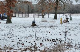 Hopkins County Fares Better Than Other Parts of Texas