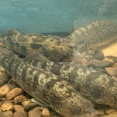 Toyota ShareLunker Program Launches 40th Anniversary Season on New Year’s Day