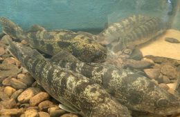 Toyota ShareLunker Program Launches 40th Anniversary Season on New Year’s Day