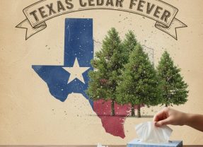 ‘Cedar Fever’ Time Once Gain