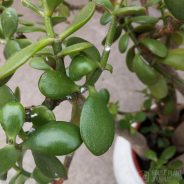 February Gardening can be a Challenge by Master Gardener Ronnie Wilson