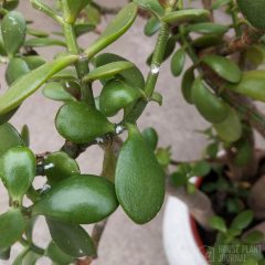 February Gardening can be a Challenge by Master Gardener Ronnie Wilson