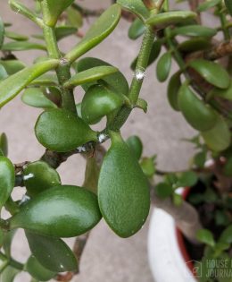 The Next Meeting of the Master Gardeners will be Held February 26th