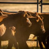ETAMU Adds Elite King Ranch Cattle to University Herd