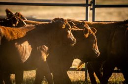 ETAMU Adds Elite King Ranch Cattle to University Herd