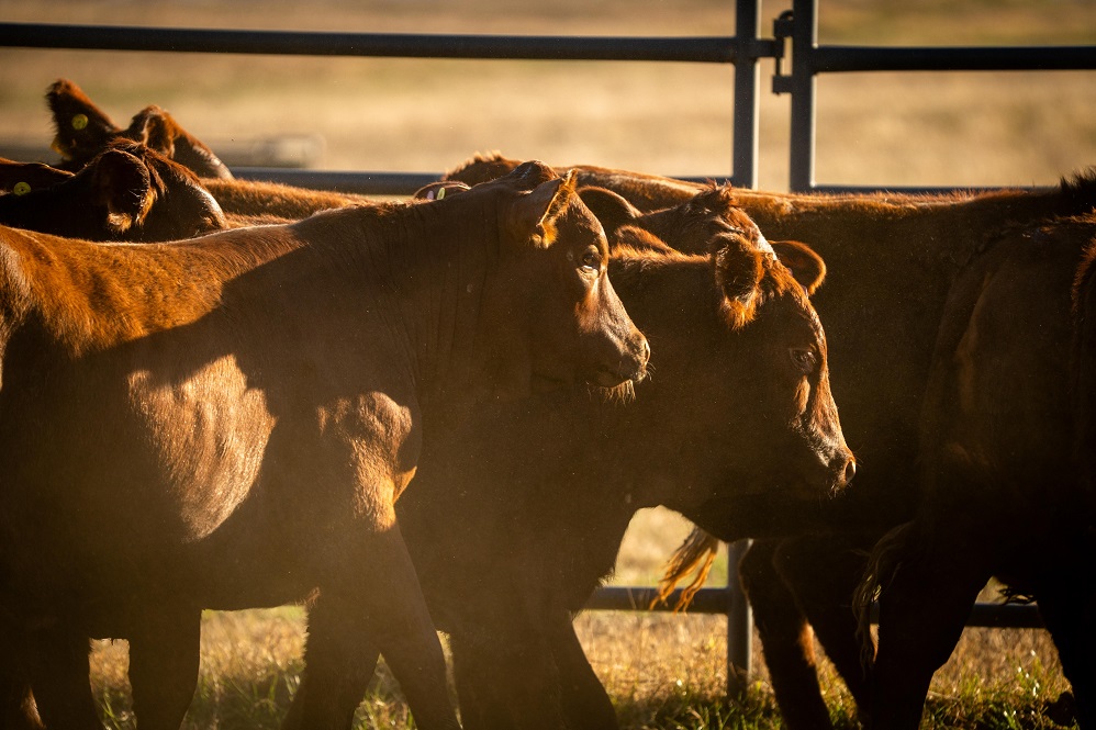 King Ranch Heifer Delivery American Cruz cattle are noted for their superior genetics, which makes them a sought-after breed. | Photo credit: Jason Connel, East Texas A&M Marketing and Communications