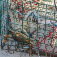 Annual Texas Abandoned Crab Trap Removal Dates Set for 2026