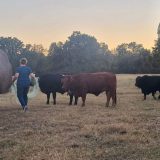 Sid Miller Unveils “America First” Beef Policy to Rebuild U.S. Cattle Herd
