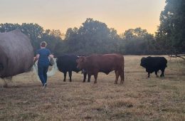Sid Miller Unveils “America First” Beef Policy to Rebuild U.S. Cattle Herd
