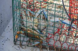 Annual Texas Abandoned Crab Trap Removal Dates Set for 2026