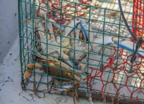 Annual Texas Abandoned Crab Trap Removal Dates Set for 2026