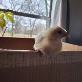Is Now a Good Time to Buy Baby Chicks and Start Your Own Flock?