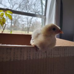 Is Now a Good Time to Buy Baby Chicks and Start Your Own Flock?