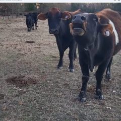 Commissioner Miller Calls for Heifer Tax Credit to Bolster U.S. Cattle Supply, Lower Beef Prices