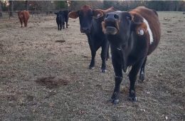 Commissioner Miller Calls for Heifer Tax Credit to Bolster U.S. Cattle Supply, Lower Beef Prices