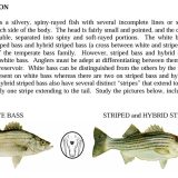 Timely Rain is Key to the 2026 White Bass Run