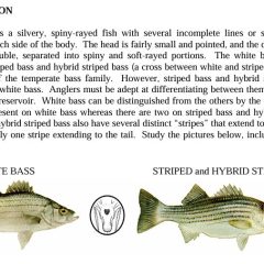 Timely Rain is Key to the 2026 White Bass Run