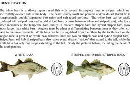 Timely Rain is Key to the 2026 White Bass Run