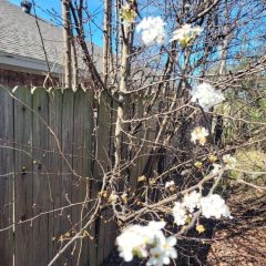 Hopkins County Weather Outlook: Warm This Week, Rain Chances Next Week