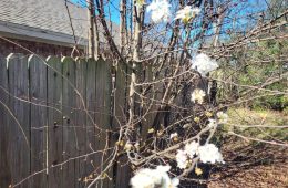 Hopkins County Weather Outlook: Warm This Week, Rain Chances Next Week