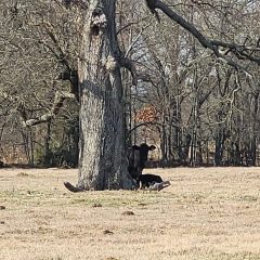 Texas Officials Launch Push for National Agriculture Freedom Zones