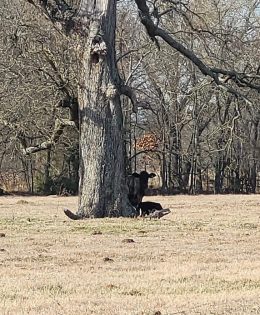 Texas Officials Launch Push for National Agriculture Freedom Zones