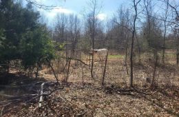 Funding Available for Grassland Restoration in High Plains, Rolling Plains of Texas