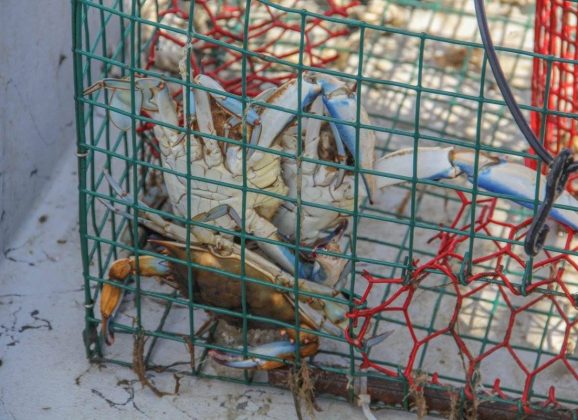 Annual Texas Abandoned Crab Trap Removal Dates Set for 2026