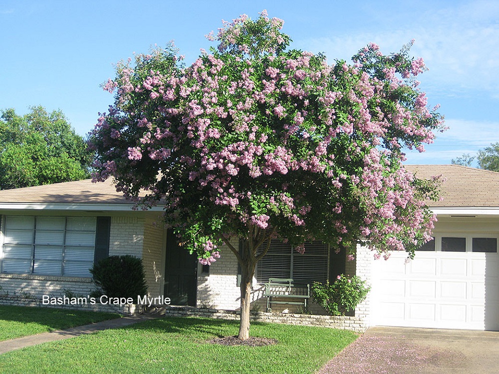 Superstar plant pics Basham's Crape Myrtle picture provided by Master Gardener Ronnie Wilson March 2026
