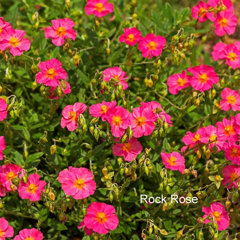 Superstar plant pics Rock Rose 2 picture provided by Master Gardener Ronnie Wilson March 2026
