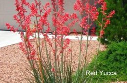 Is It Spring?? by Master Gardener Ronnie Wilson