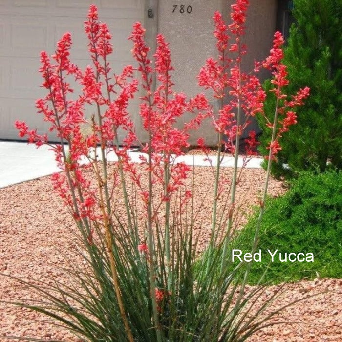 Superstar pic Red Yucca 1 picture provided by Master Gardener Ronnie Wilson March 2026