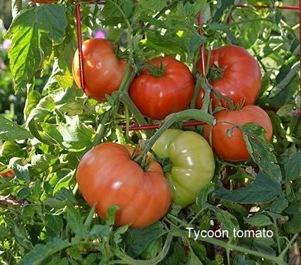 Superstar plant pics Tycoon tomato 2 picture provided by Master Gardener Ronnie Wilson March 2026