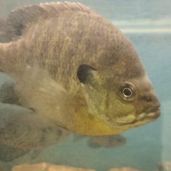 Lake Fork Fishing Cheat Charged