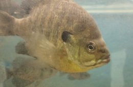 Lake Fork Fishing Cheat Charged