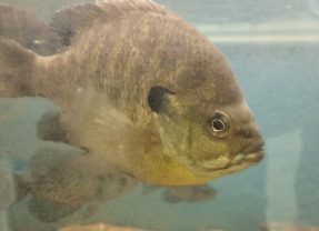 Lake Fork Fishing Cheat Charged