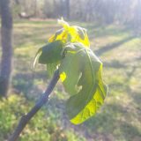 How did your Plants and Flowering Trees Fare?