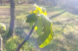 How did your Plants and Flowering Trees Fare?